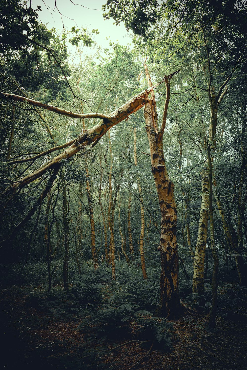 brauner Baumstamm tagsüber auf Wald