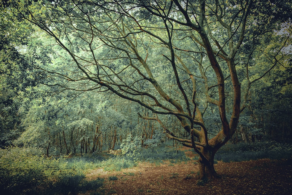 alberi verdi su campo di erba marrone durante il giorno