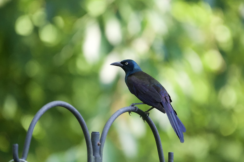 blue and black bird on black metal stand during daytime