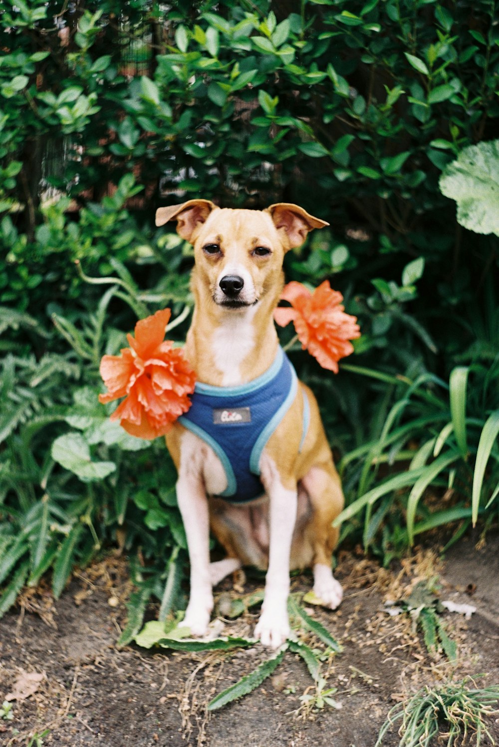 brown and white short coated dog wearing blue and red scarf sitting on ground