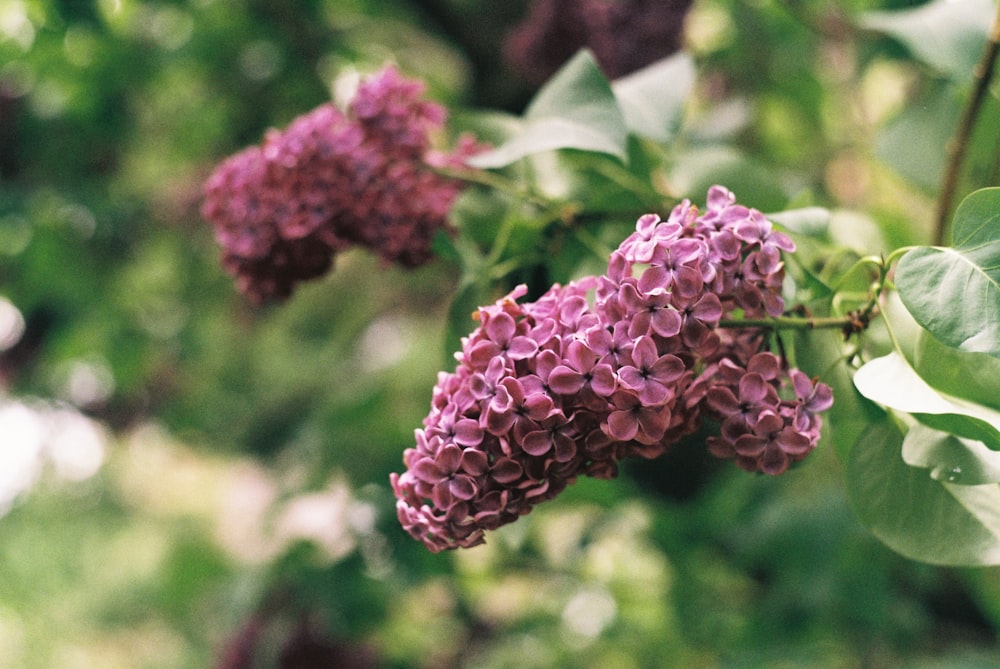 a bunch of purple flowers hanging from a tree