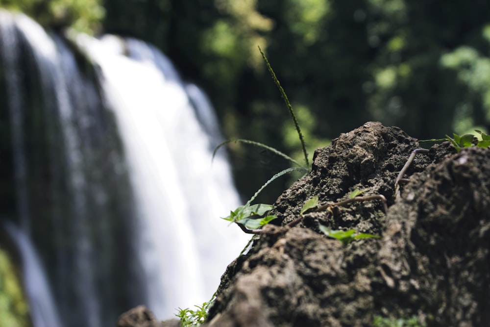 green plant on brown rock