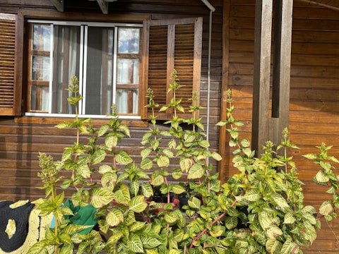 A wooden house exterior with a window featuring open shutters. In front of the window, a lush plant with variegated leaves and several tall stalks is visible. The plant's leaves are green with pale yellow patterns. A piece of fabric or a hat with a smiley face design is partially draped over some branches.