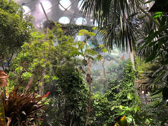 green leaf plants during daytime in California Academy of Sciences United States