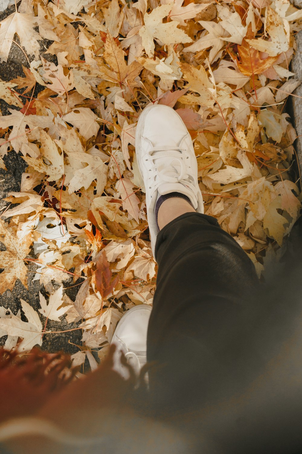 person in black pants and white sneakers standing on dried leaves