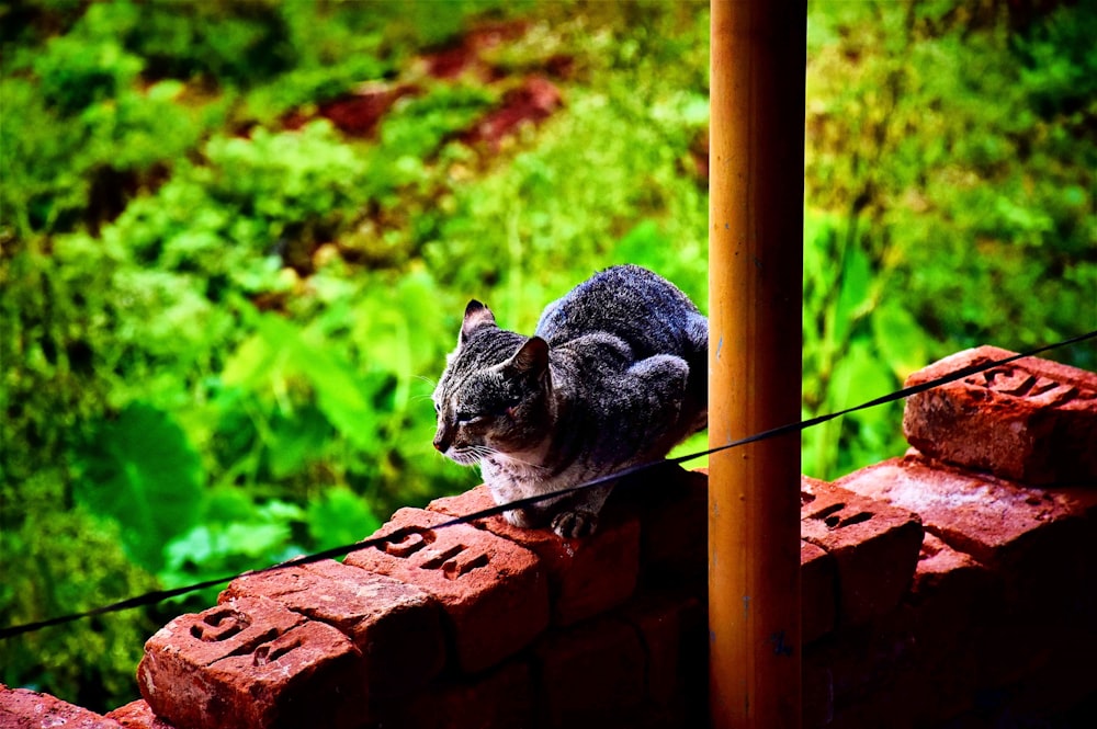 gray and white cat on brown concrete bricks during daytime