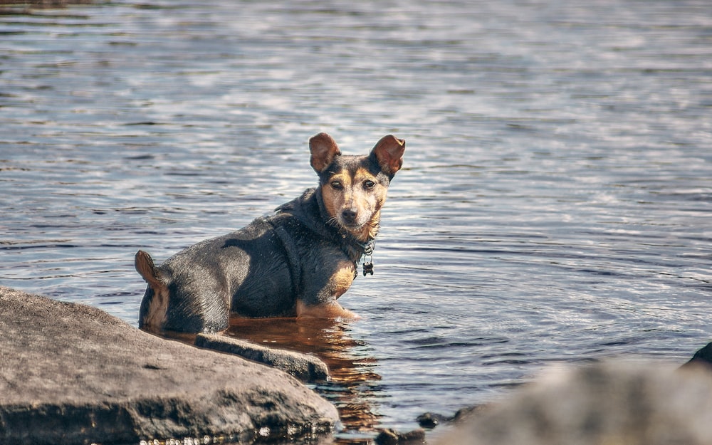 Cane di piccola taglia a pelo corto marrone e nero su roccia grigia vicino allo specchio d'acqua durante il giorno