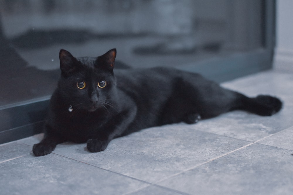 black cat on white floor tiles