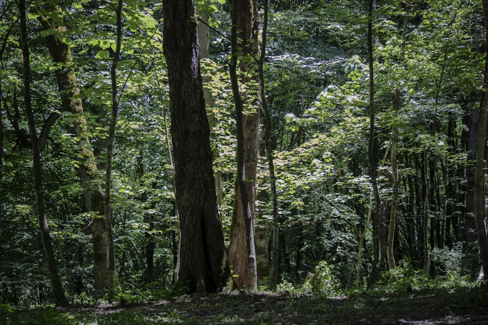 green trees on forest during daytime