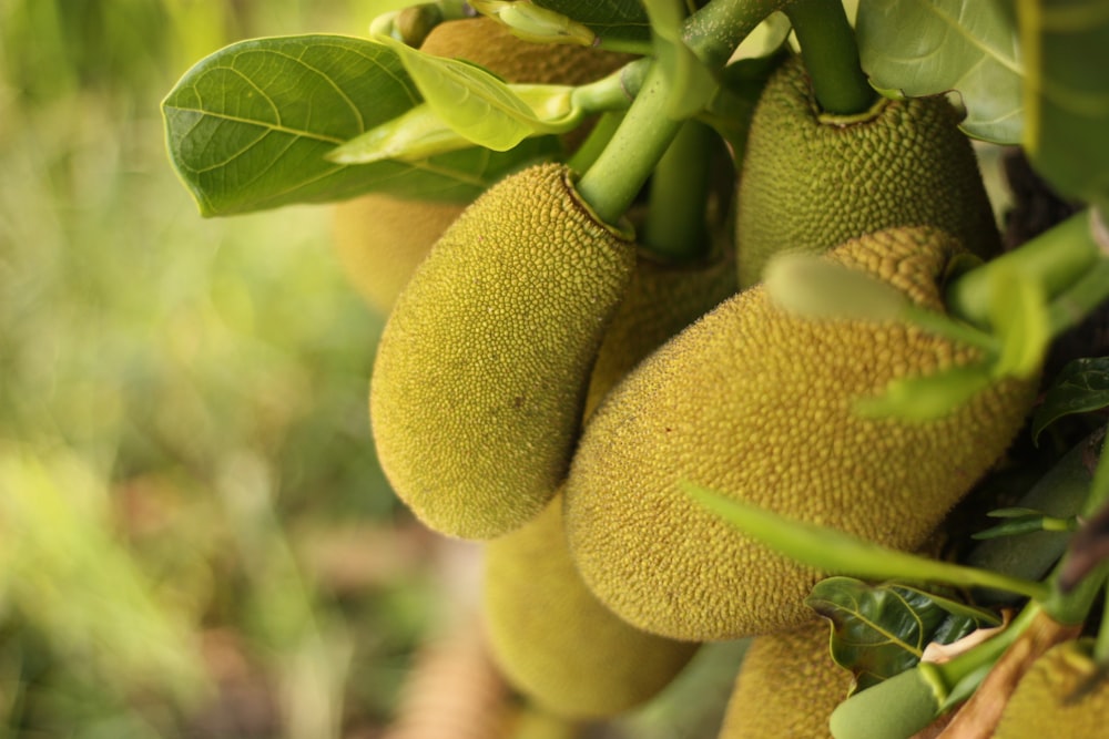 green and yellow fruit in close up photography