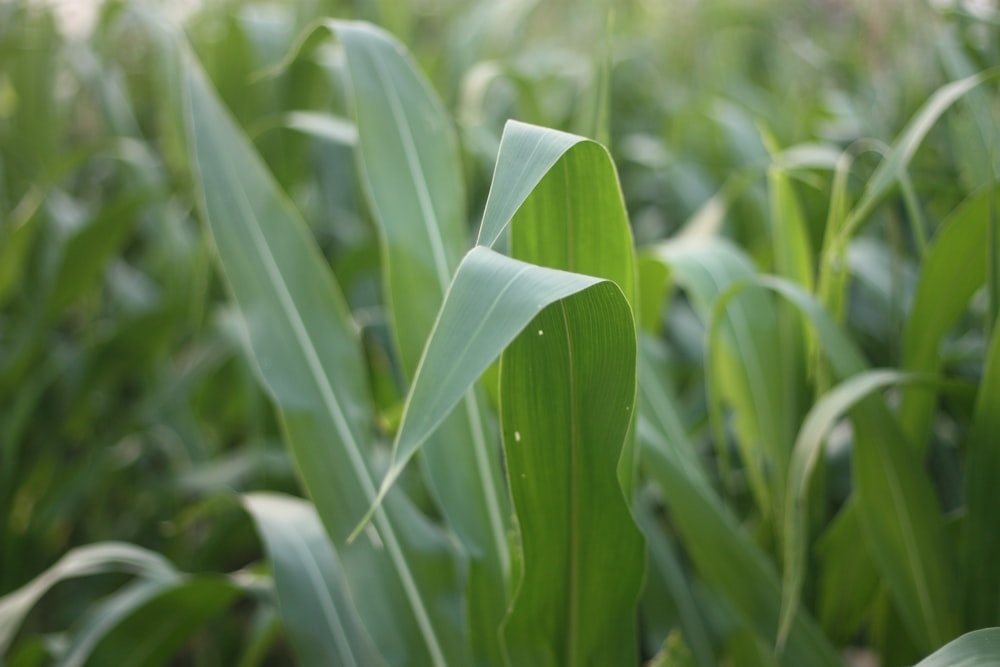 green corn plant during daytime