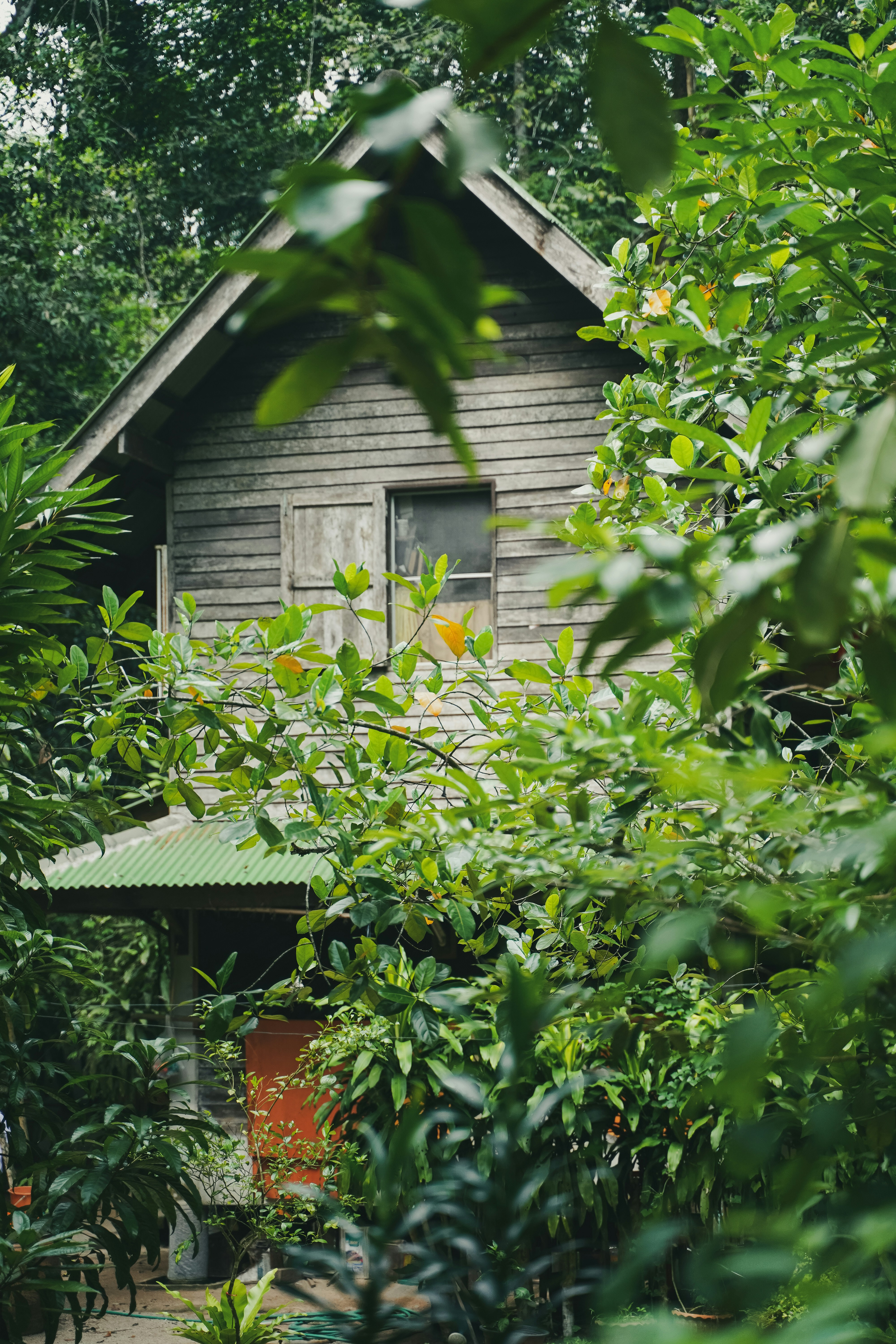 green leaves near brown wooden house during daytime