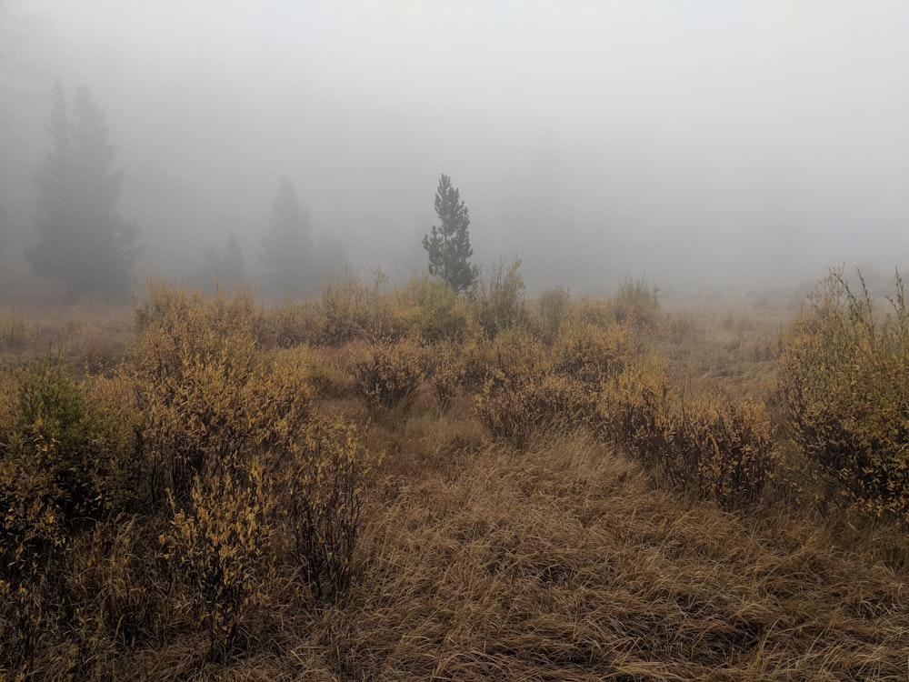 brown grass field under white sky during daytime