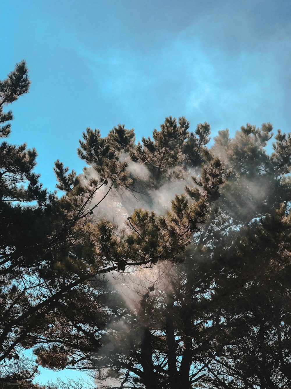 green trees under blue sky during daytime