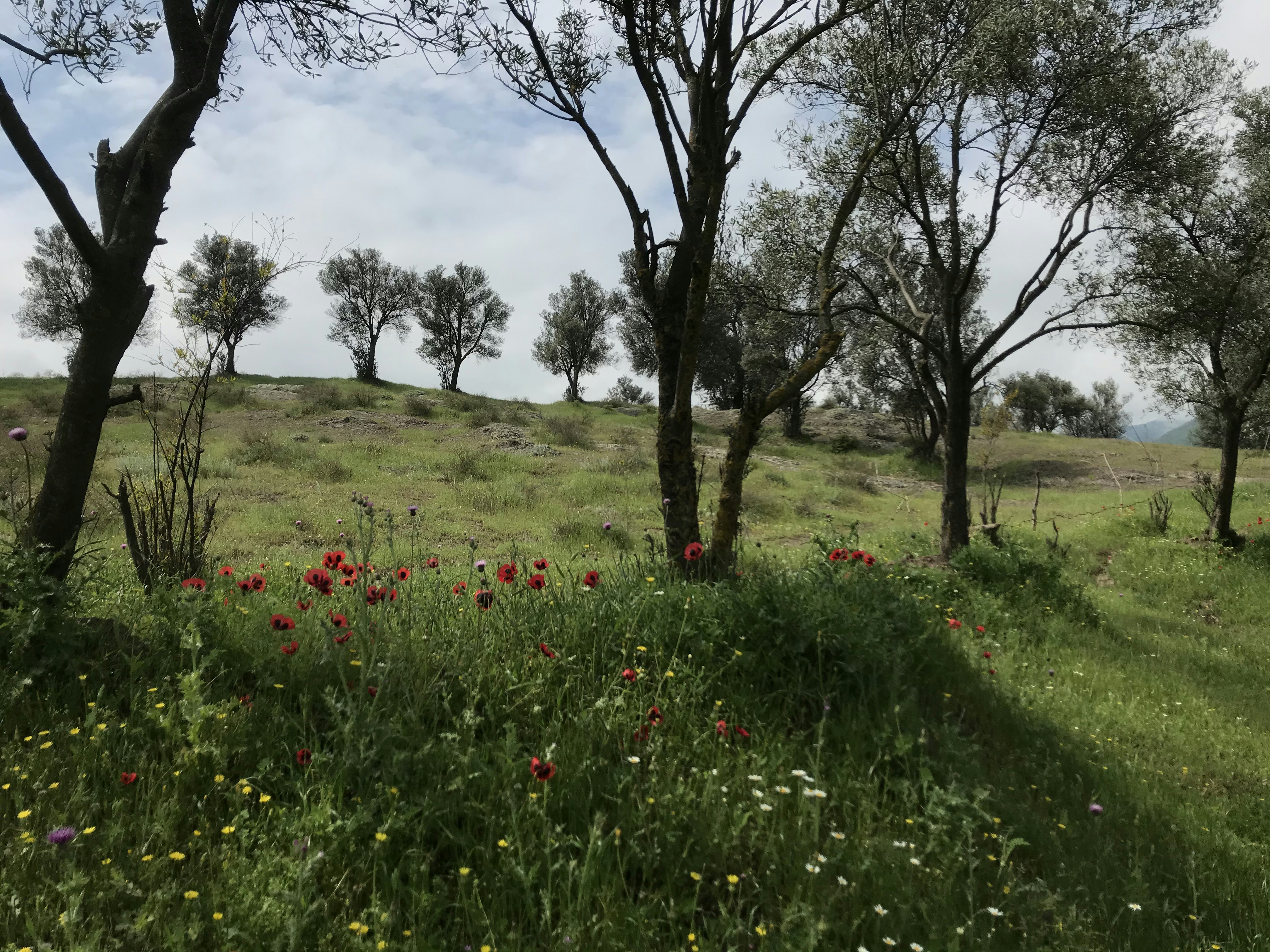 Photo by fatemehalizadeh_