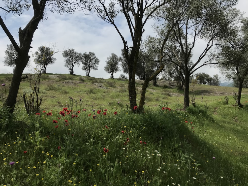 red flowers on green grass field during daytime