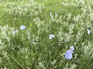 A quiet moment showing Lilly and Blueberry side by side in the meadow