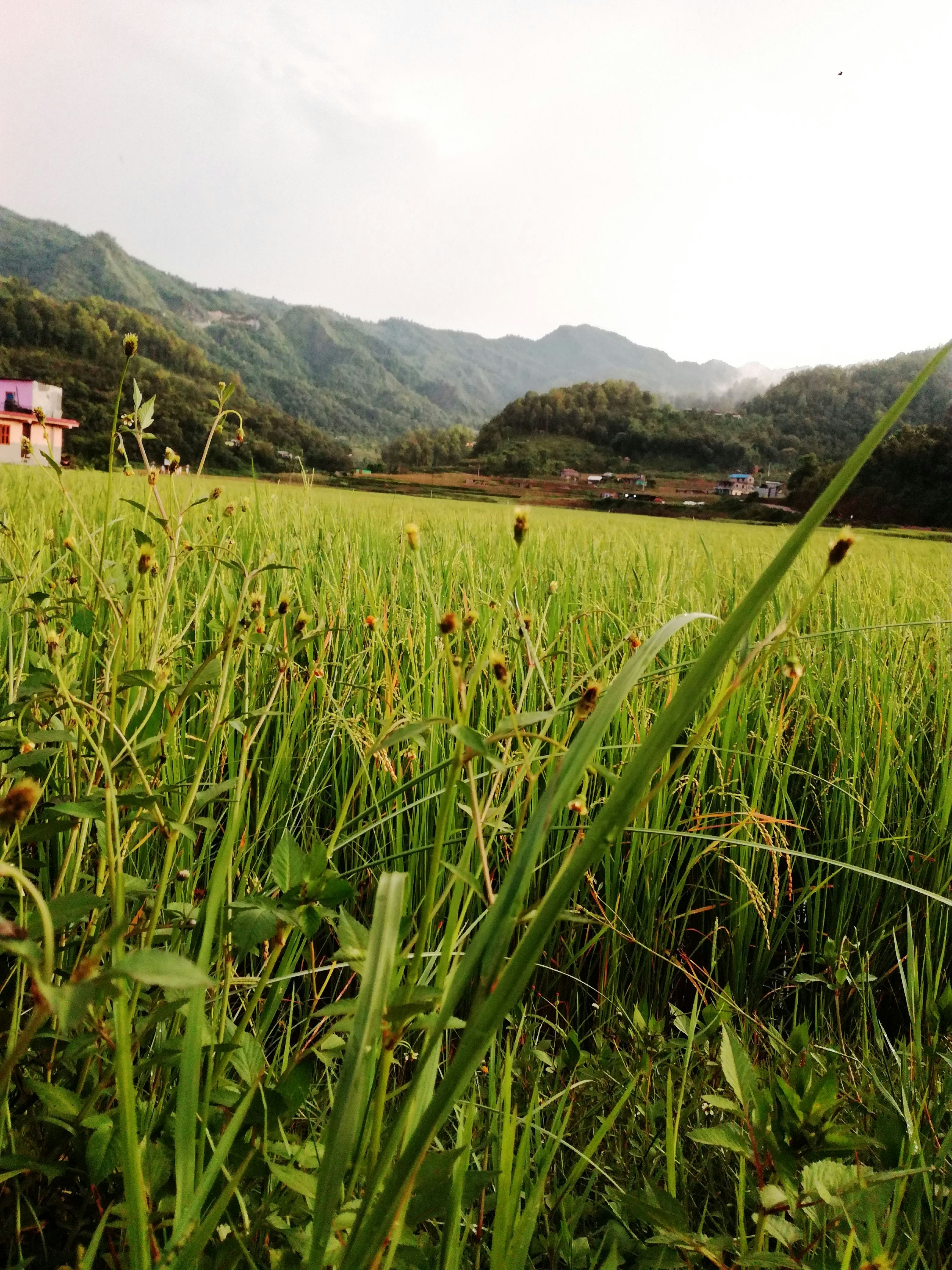 Photo by anamika_pokharel