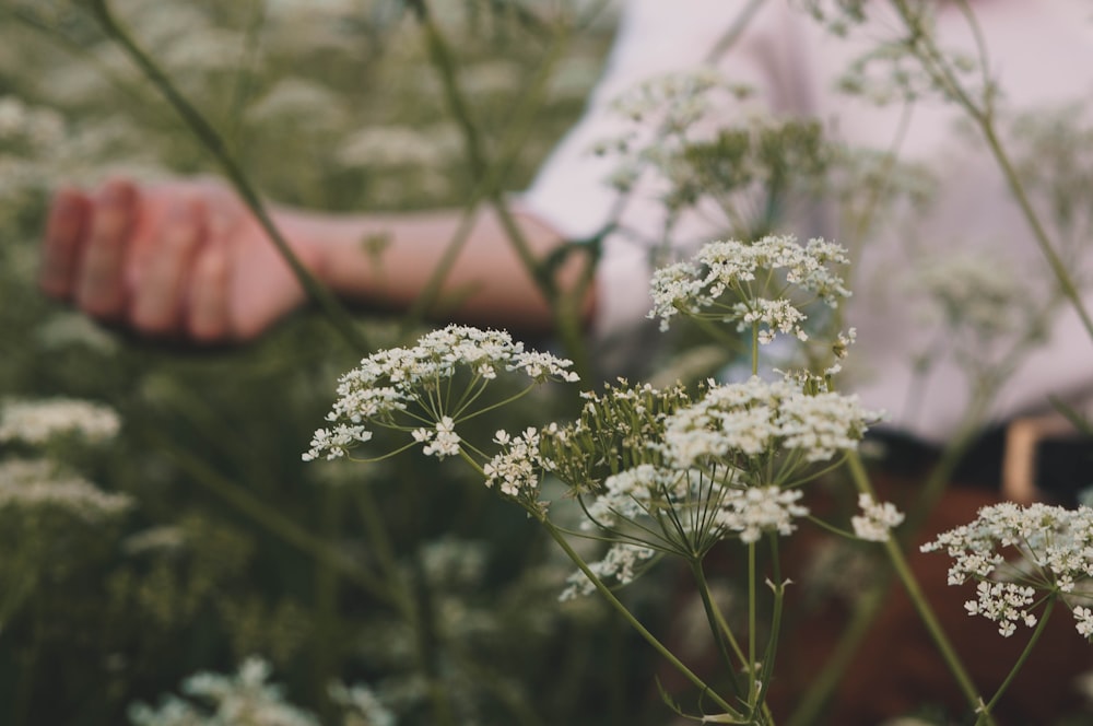 white flowers in tilt shift lens