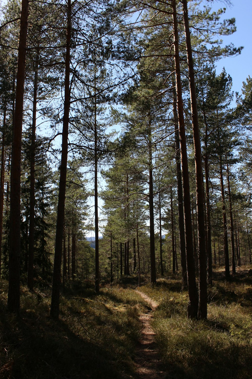 árboles verdes bajo el cielo azul durante el día