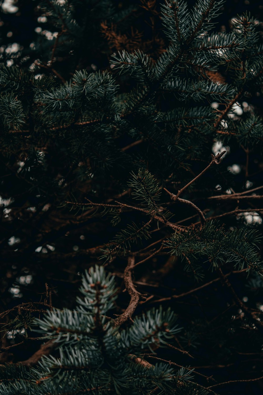 green pine tree leaves in close up photography