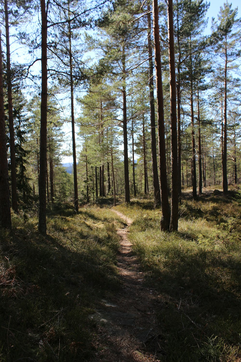 arbres verts et bruns pendant la journée