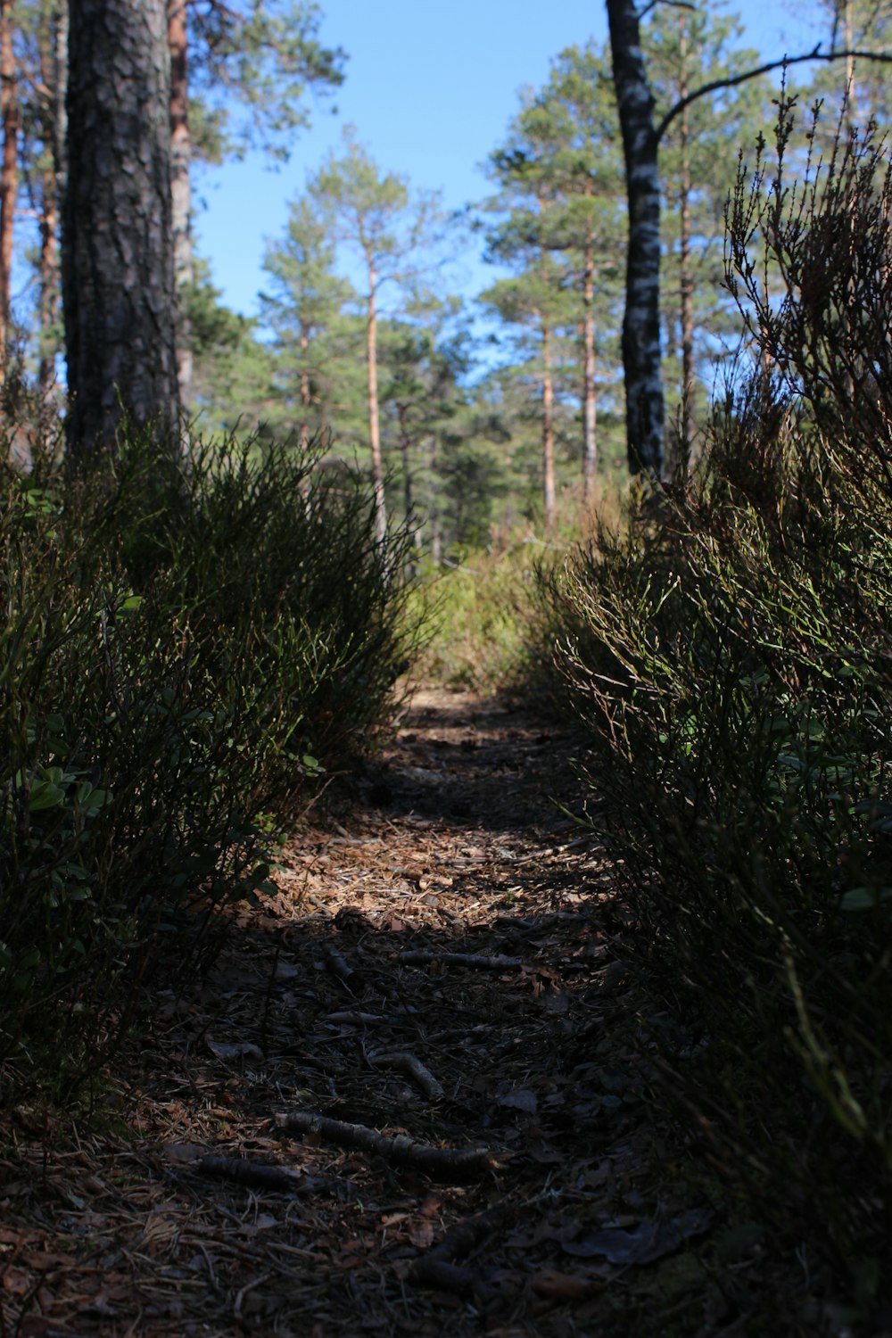 campo de grama verde e árvores durante o dia