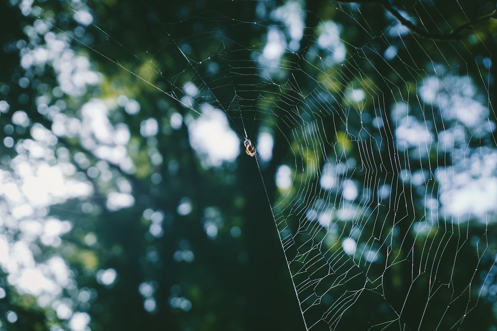 spider web in bokeh photography