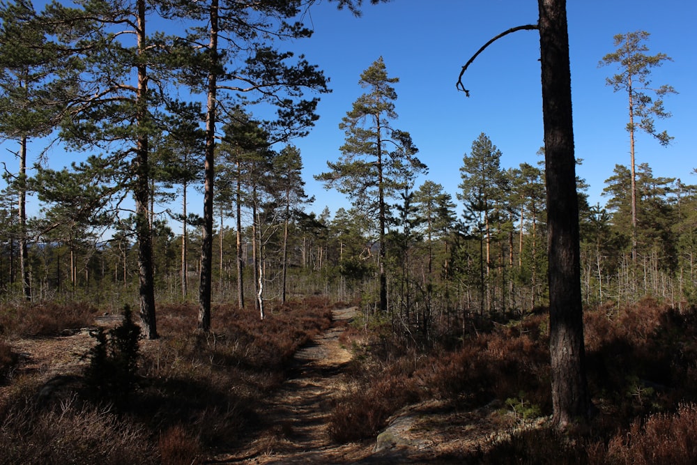 green trees under blue sky during daytime