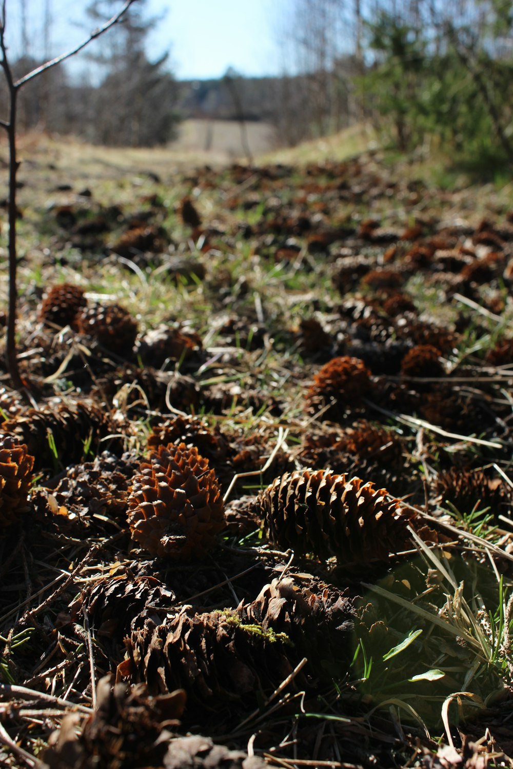 brown pine cones on green grass during daytime