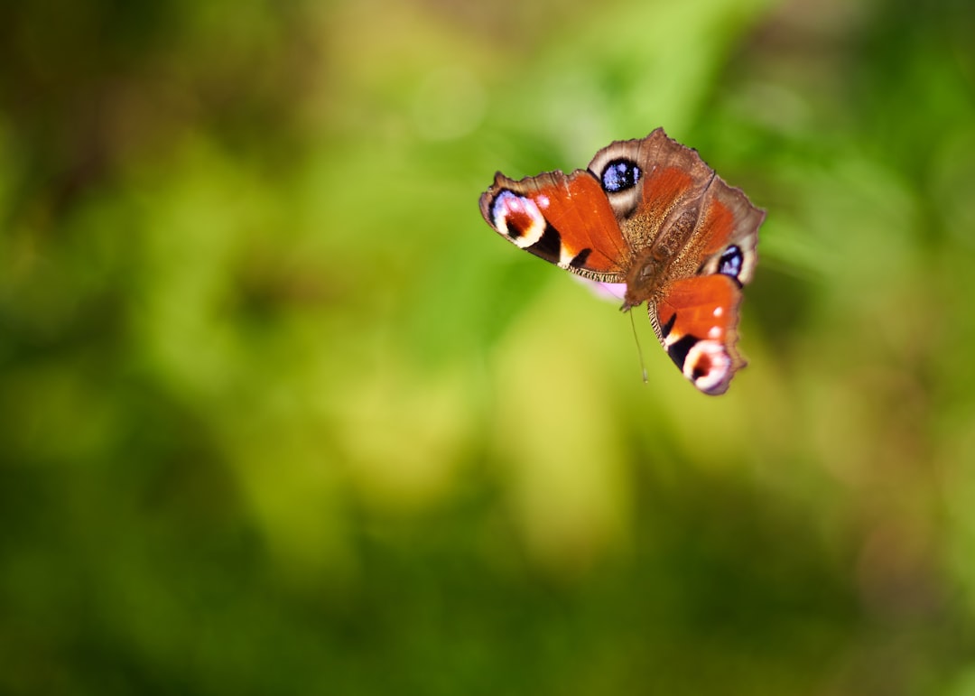 brown and white spotted butterfly perched on brown stem in close up photography during daytime