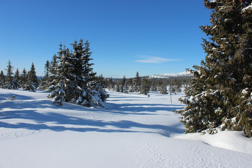 pinheiros verdes no chão coberto de neve sob o céu azul durante o dia