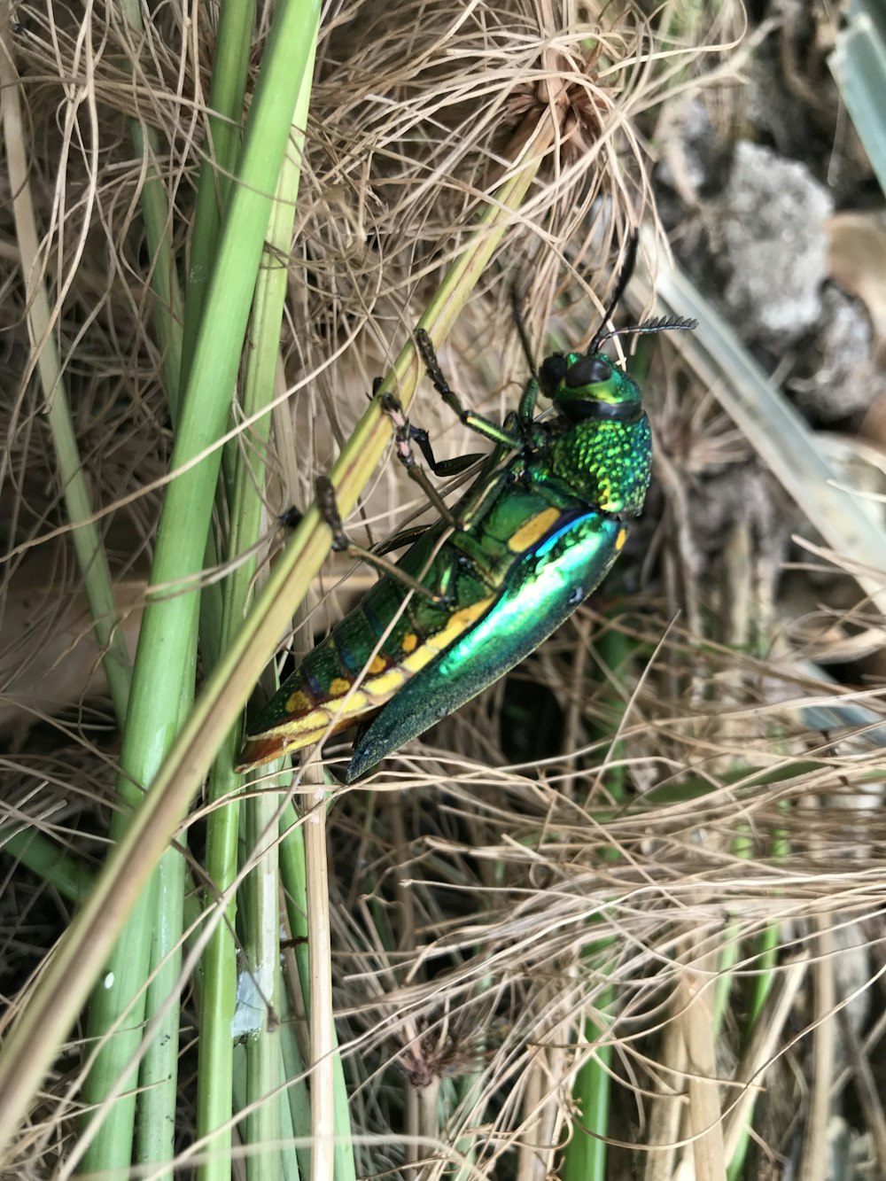 green and black insect on brown grass during daytime