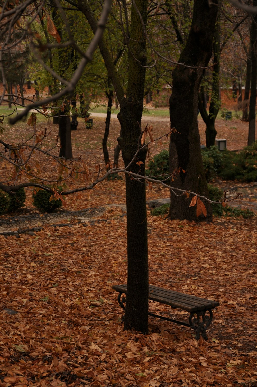 braune Holzbank unter braunem Baum