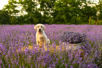 yellow labrador retriever puppy on purple flower field during daytime
