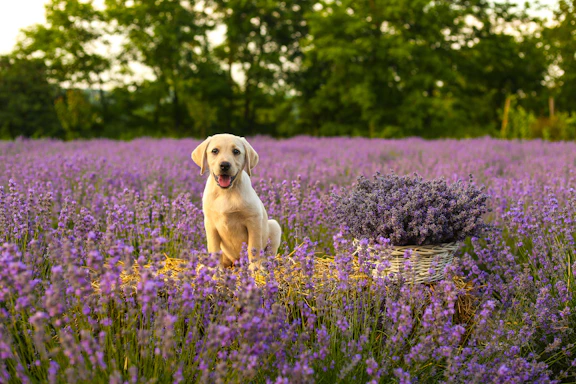 yellow labrador retriever puppy on purple flower field during daytime