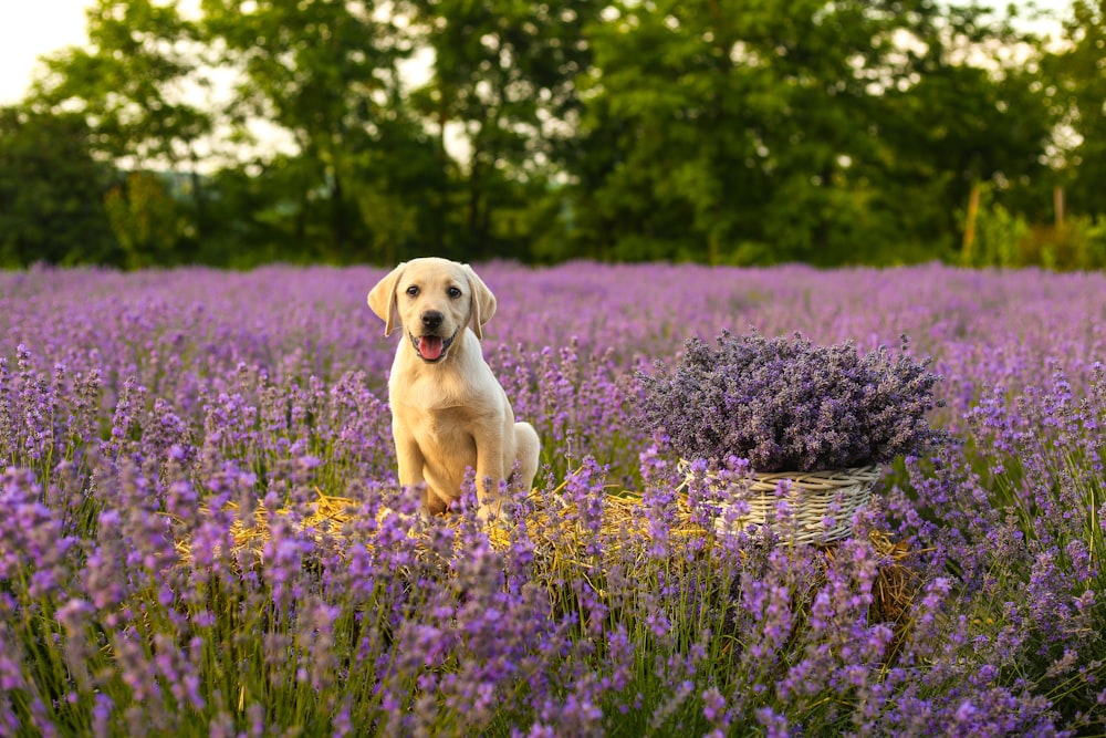 yellow labrador retriever puppy on purple flower field during daytime