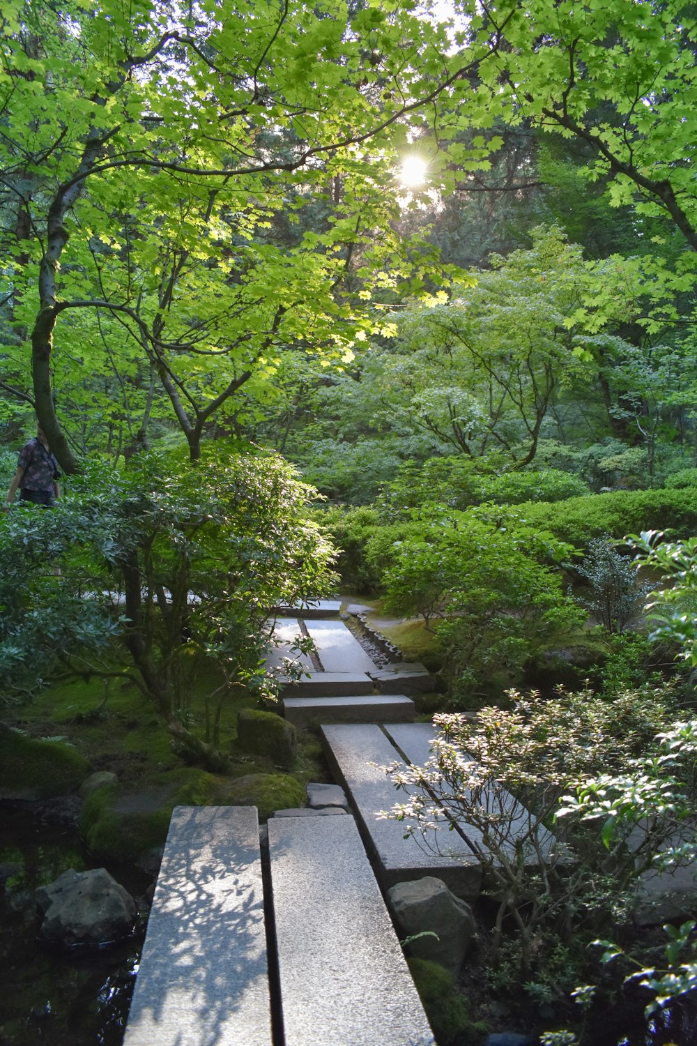 green trees near gray concrete pathway