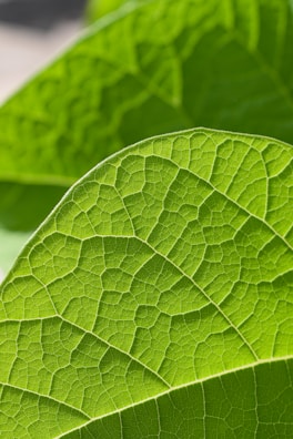 A close-up of nature, highlighting intricate details.