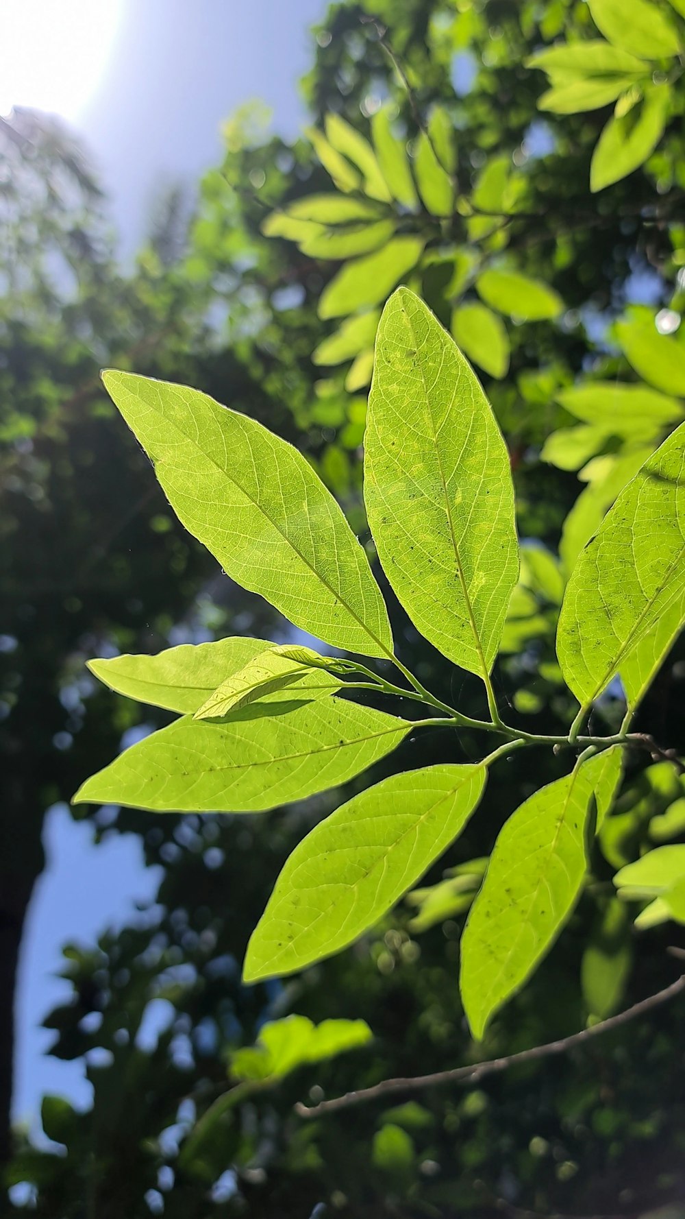 Grünes Blatt in Nahaufnahmen