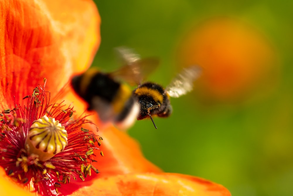 black and yellow bee on orange flower