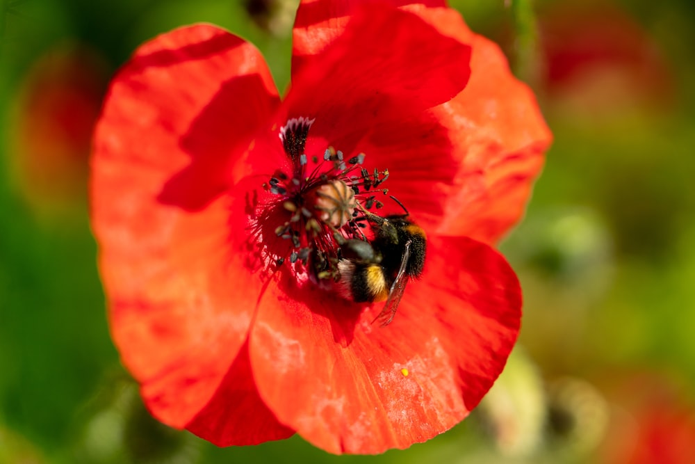 black and yellow bee on red flower