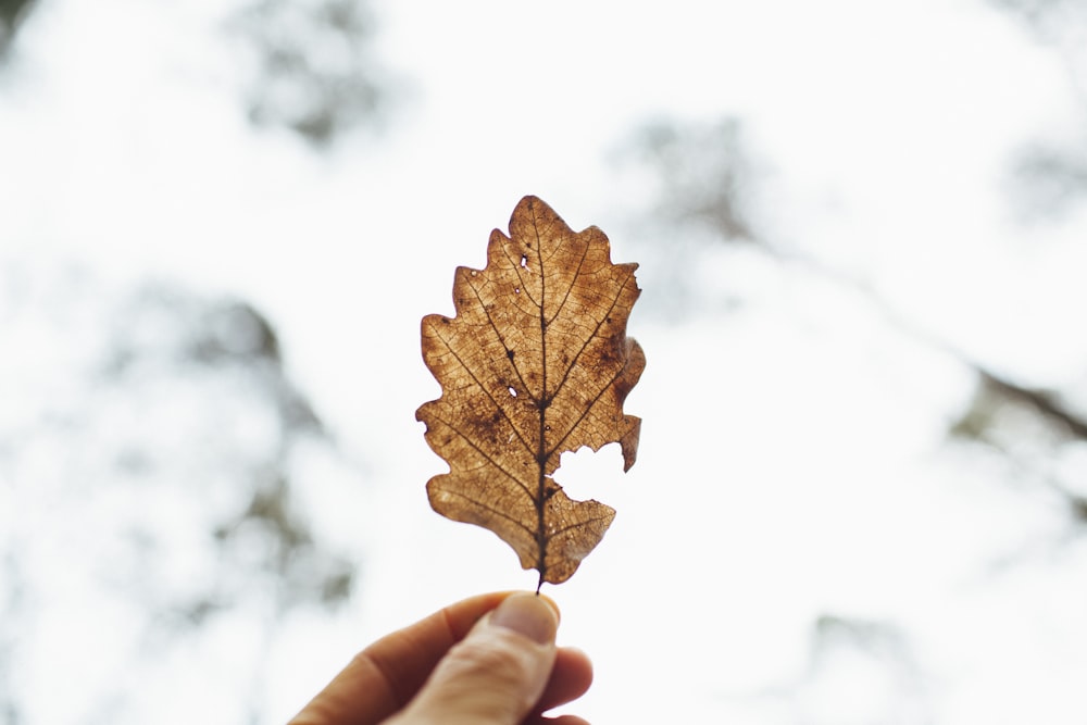 person holding brown maple leaf