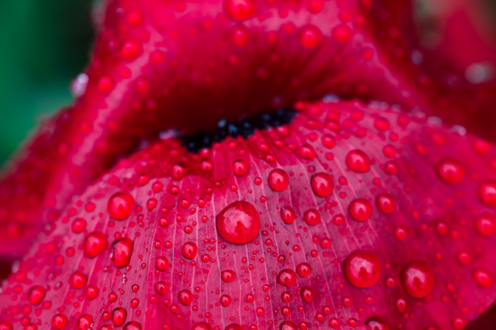 red flower with water droplets