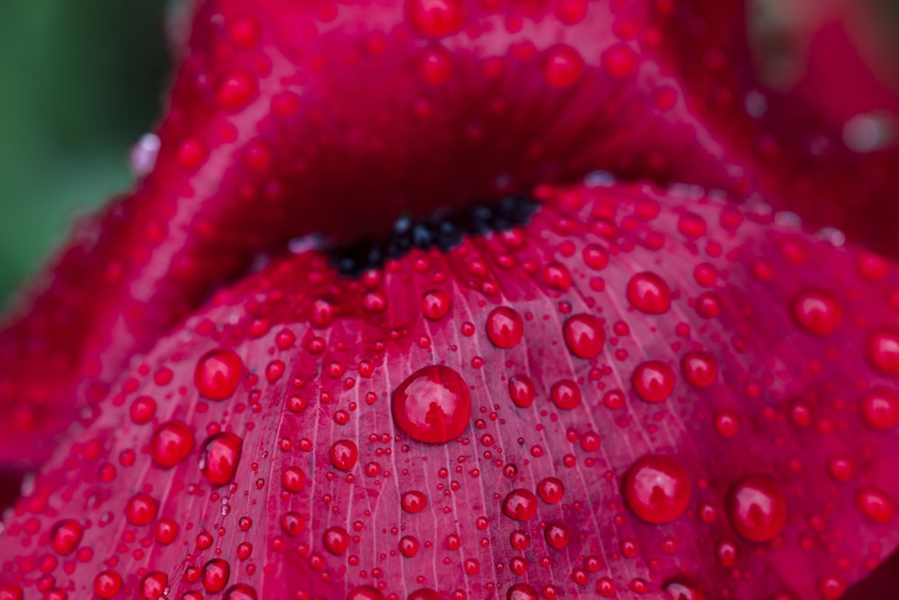 red flower with water droplets