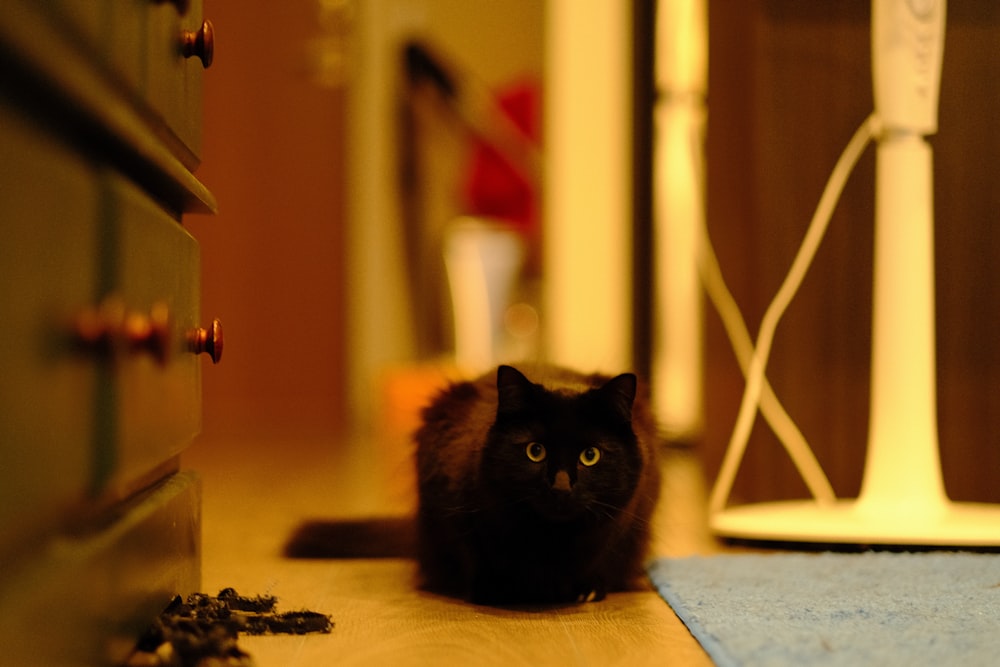 black cat on brown wooden table