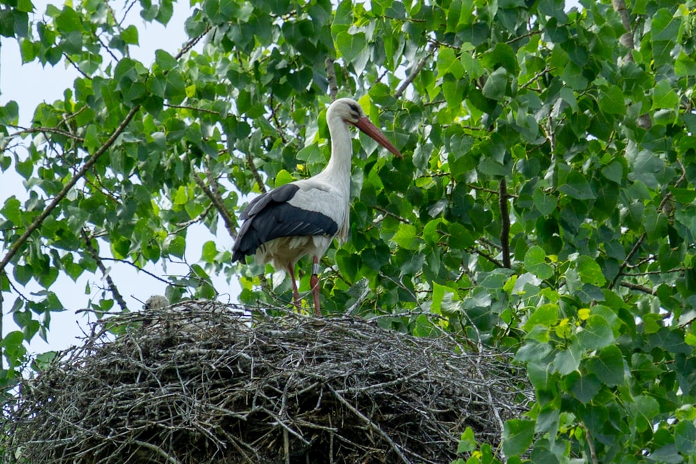 white stork perched on nest during daytime