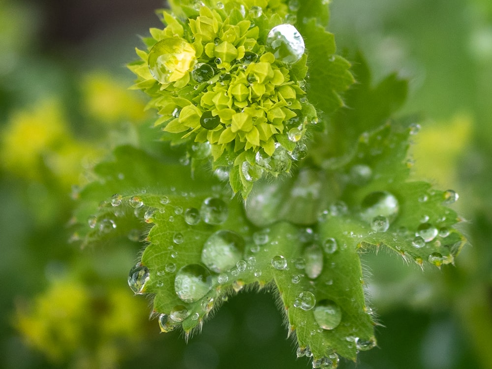 water droplets on green plant