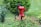 A red hand water pump stands prominently amidst lush greenery and various plants. The pump, with its distinctive curved handle, is a central feature surrounded by an array of leaves and small flowers. The background is filled with vibrant green grass and shrubs, creating a natural, tranquil setting.