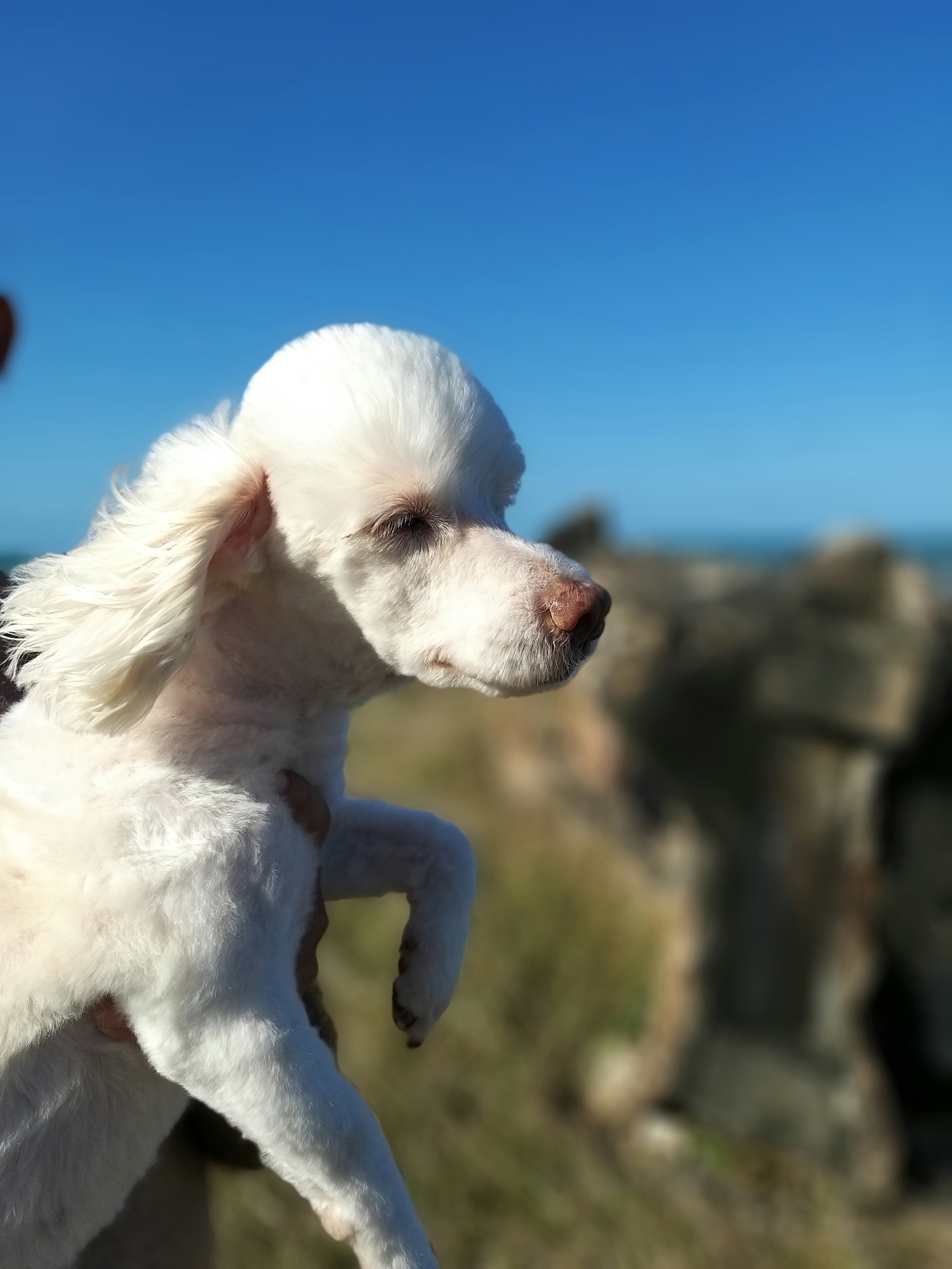 Grooming Essentials Bundle